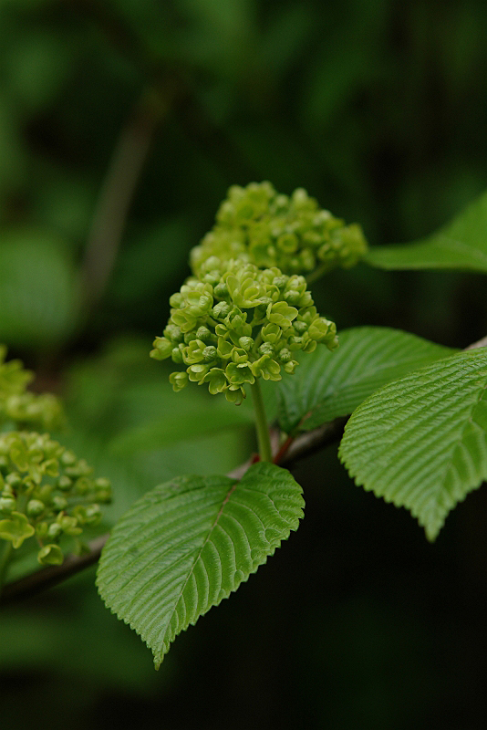 スナップ（花編）_f0113518_23494497.jpg