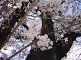 13日の金曜日、ただいまヤップに戻りました!_a0043520_22461222.jpg