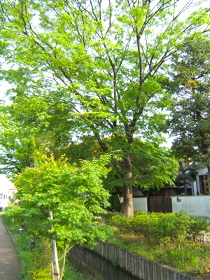 c0004024_858990.jpg