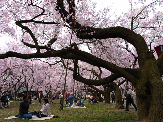 とにかく凄いぞ！やっぱり高遠城の桜だ。今が満開。見頃です。以上！_f0081726_19133794.jpg