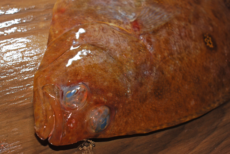 蒸鰈 ムシガレイ 水鰈 虫鰈とも呼ばれます 魚屋三代目日記 蒸鰈 ムシガレイ 水鰈 虫鰈とも呼ばれます 魚屋三代目日記
