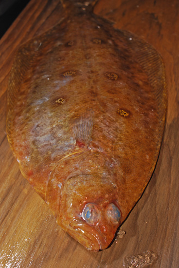 蒸鰈 ムシガレイ 水鰈 虫鰈とも呼ばれます 魚屋三代目日記 蒸鰈 ムシガレイ 水鰈 虫鰈とも呼ばれます 魚屋三代目日記