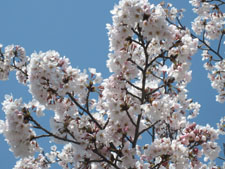 ４月１２日　四倉地区の桜開花状況_f0105342_12131398.jpg