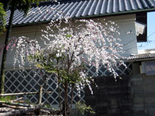 ４月１２日　四倉地区の桜開花状況_f0105342_1244125.jpg