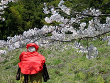 ４月１２日　小川地区の桜開花状況_f0105342_13413299.jpg