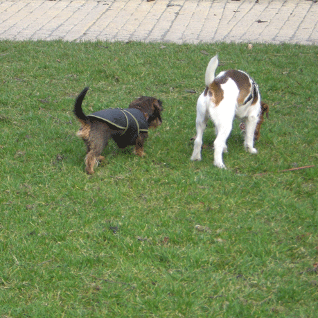 f0077150_450316.gif