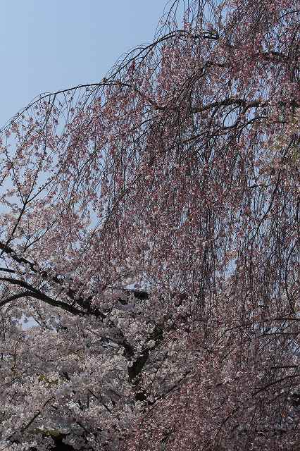 京都桜撮影会（八坂神社～清水寺）　№１_f0129465_10272729.jpg