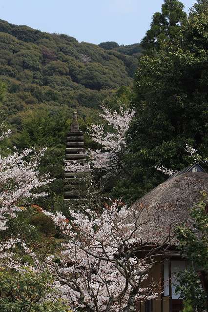 京都桜撮影会（八坂神社～清水寺）　№１_f0129465_10293883.jpg