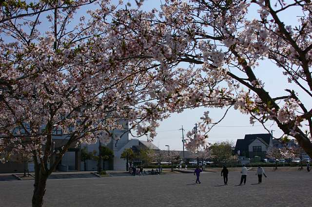 桜　～可憐なお嬢様～_a0056769_237293.jpg