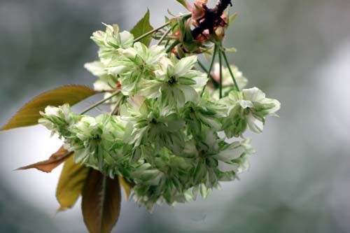 名残りの桜　続続_d0054076_13251017.jpg