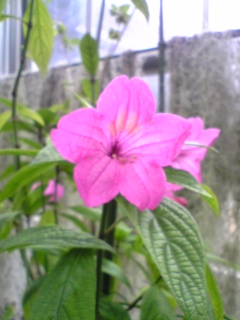 e0046477_1117363.jpg