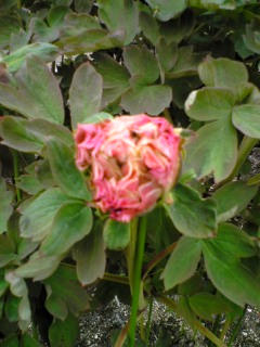 e0046477_1117453.jpg