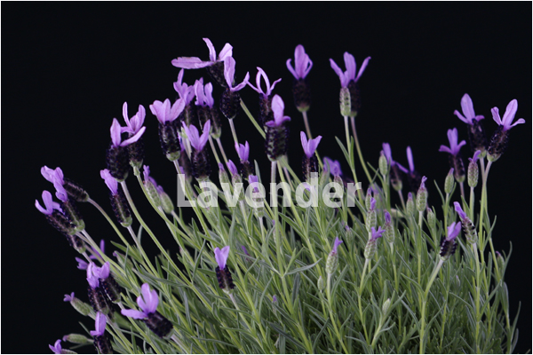 Lavender_d0002500_15222589.jpg