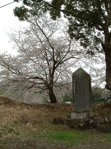 今年は桜に縁がなかったかなあ～＾＾；_d0078203_16565368.jpg