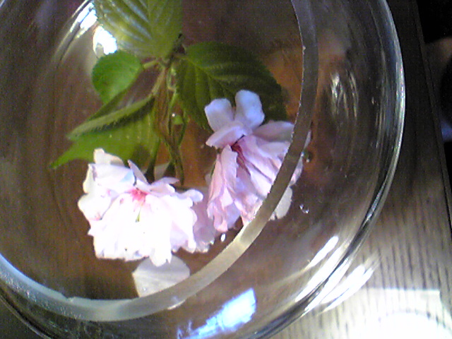c0059223_181334.jpg