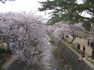 桜満開_b0054727_1047548.jpg