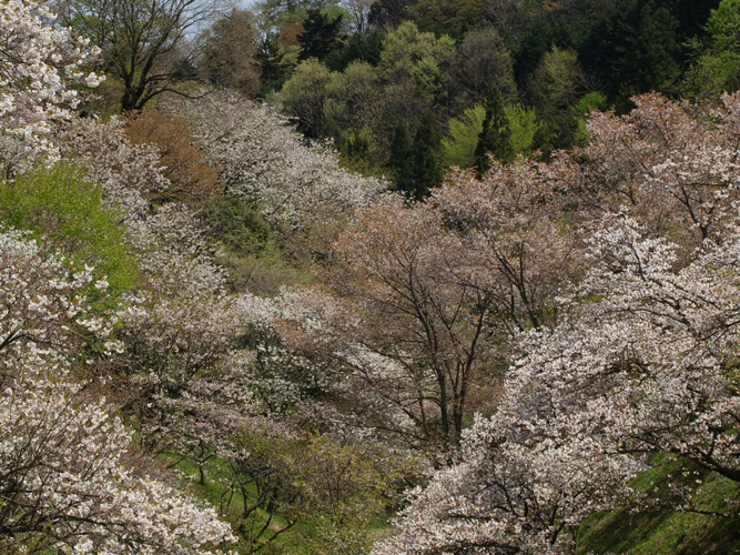 多摩森林科学園の桜保存林は_c0006928_22322163.jpg