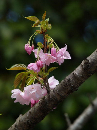 多摩森林科学園の桜保存林は_c0006928_22325156.jpg