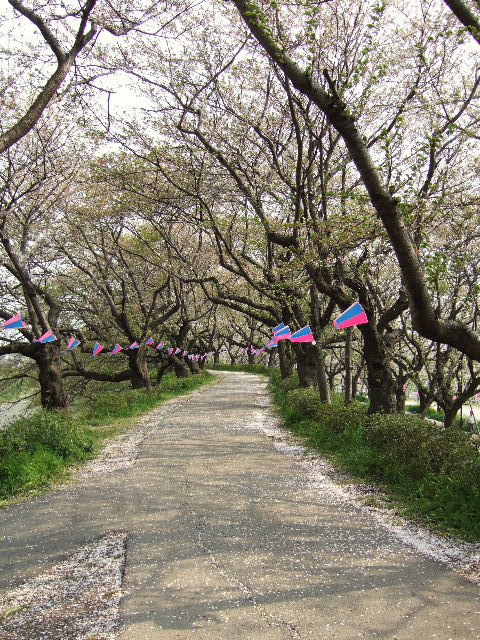 権現堂の桜2007 Part3　去り行く桜_e0064133_14454369.jpg