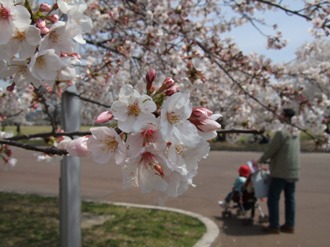 ４月１０日（火）　万博公園にてお花見_f0024136_13241578.jpg