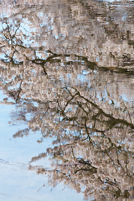 但馬桜行脚　その９_c0067040_22593052.jpg