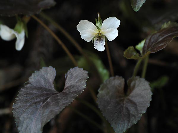 c0045352_17432312.jpg