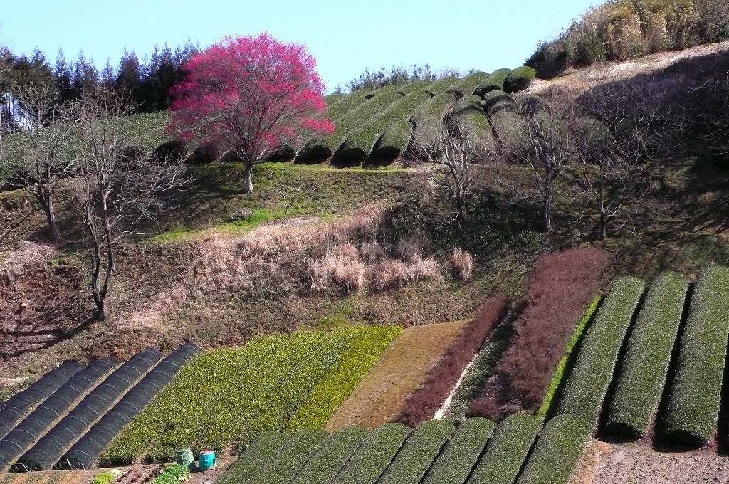 春の風景 野草 壁紙 夢総花 壁紙ブログ 春の風景 野草 壁紙 夢総花 壁紙ブログ
