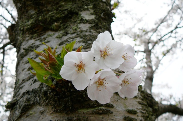 安部文殊院　桜・さくら_d0042474_2213378.jpg