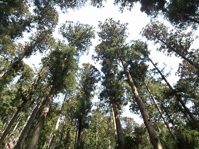 d0078178_02372.jpg
