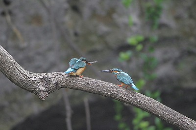 野鳥アルバム_b0047179_19232618.jpg