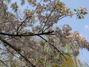c0004180_9343411.jpg