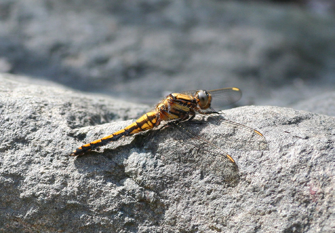 Welcome dragonfly came♪_c0098182_21374678.jpg