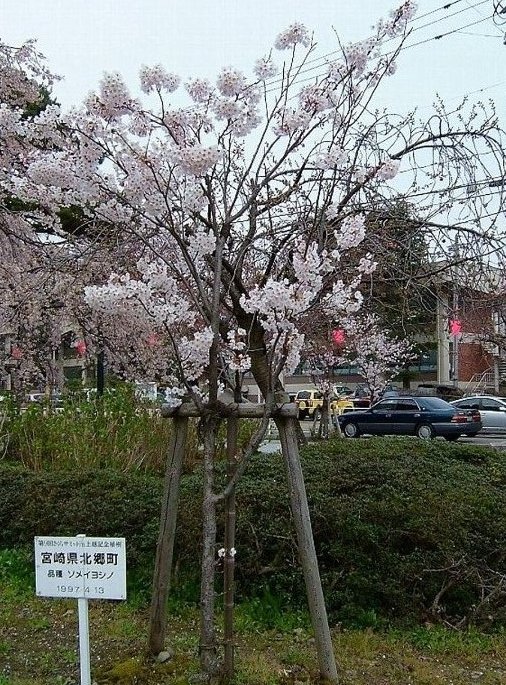 記念の桜！_e0065084_274452.jpg