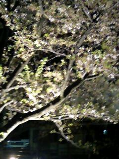 夜桜_f0081985_2150111.jpg