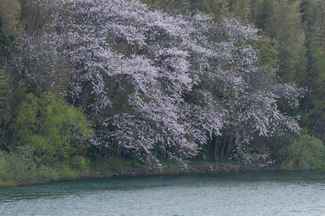 新潟市 木津 小阿賀野川　〈桜シリーズ　その3〉_c0092386_17155481.jpg