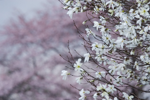 新潟市 木津 小阿賀野川　〈桜シリーズ　その3〉_c0092386_17183638.jpg