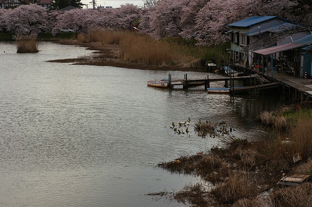 桜・・・満喫！_c0082800_1972773.jpg