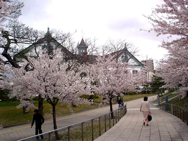 白山祭り（4月１２～１８日）桜・さくら・ｻｸﾗ・・・の弐_d0039111_10561785.jpg