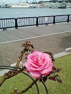 d0065116_20354352.jpg