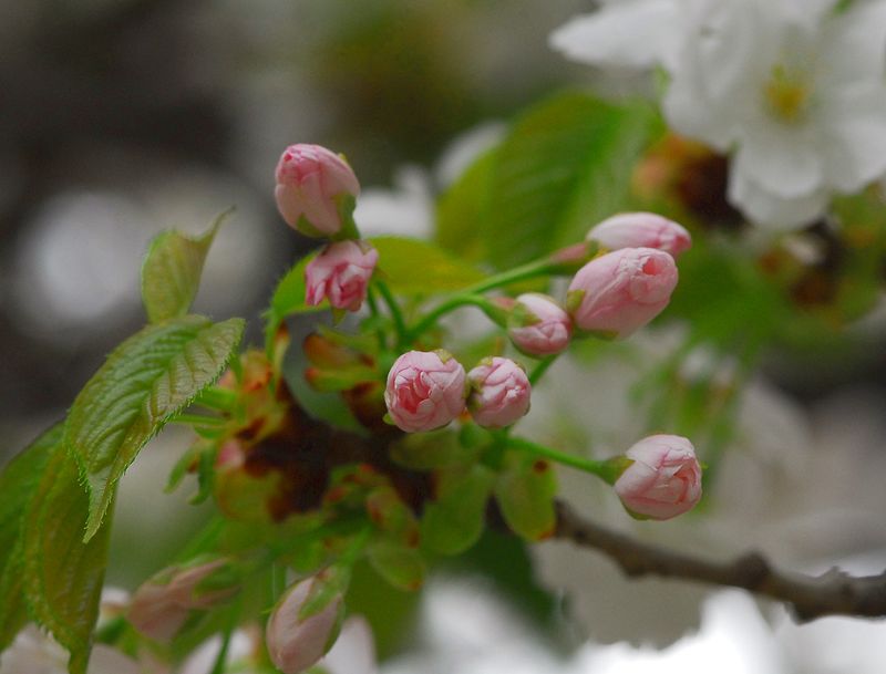 桜吹雪の新宿御苑。その中でコトヒラは・・・♪_a0031821_6324642.jpg
