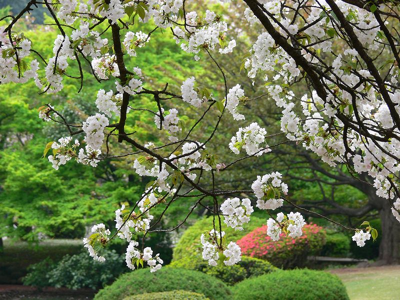 桜吹雪の新宿御苑。その中でコトヒラは・・・♪_a0031821_6362976.jpg