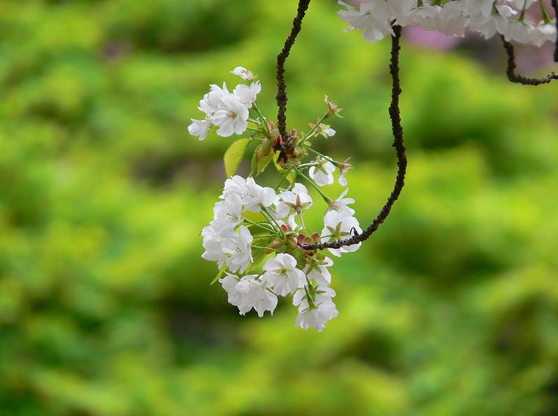 桜吹雪の新宿御苑。その中でコトヒラは・・・♪_a0031821_6365898.jpg