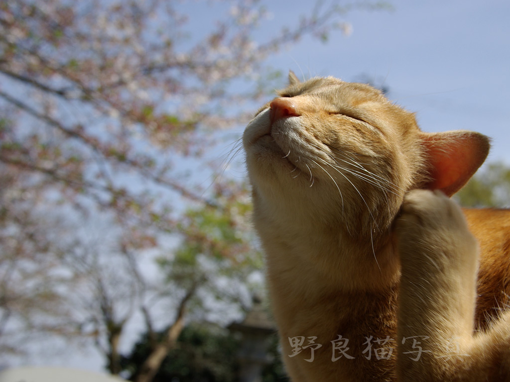 桜猫2 野良猫写真 壁紙ブログ