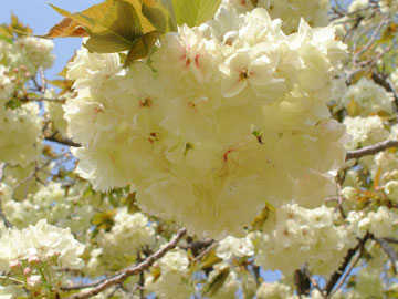 c0044024_13402787.jpg