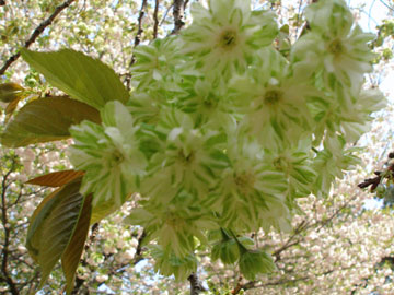c0044024_14291755.jpg