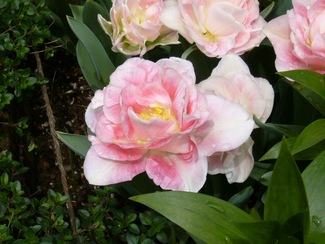 d0000324_12592567.jpg
