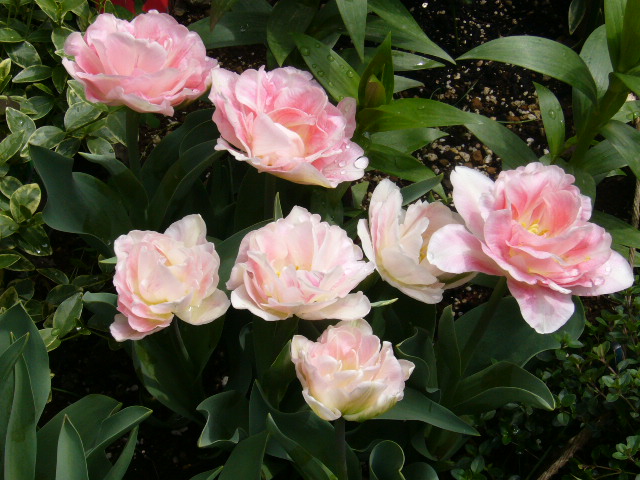 d0000324_1259817.jpg