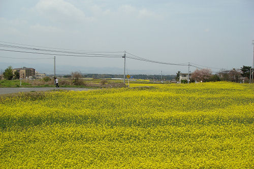 菜の花畑_f0007926_21412645.jpg