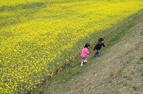 菜の花畑_f0007926_21434017.jpg