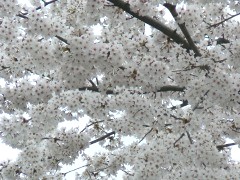 桜☆桜☆桜_f0068926_14473787.jpg